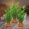 Lucky-Bamboo-Gifts-online-scaled