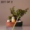 EASY INDOOR PLANTS FOR BEGINNERS