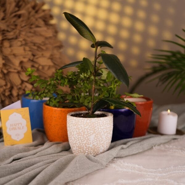 AIR PURIFYING RETURN GIFT PLANTS