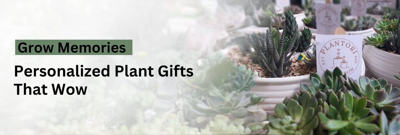 Bulk Gifting options at Plantori