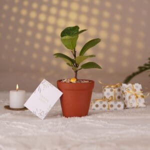 Fiddle Leaf Fig in Terracotta Pot