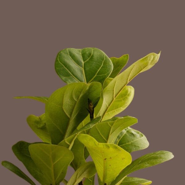 FIDDLE LEAF FIG ONLINE