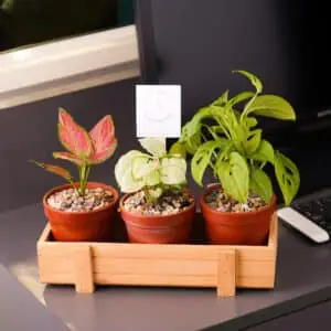 INDOOR PLANTS IN DELHI