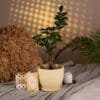 GINSENG FICUS GIFT PLANTS ONLINE