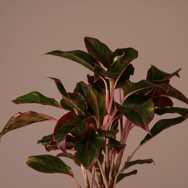 LIPSTICK AGLAONEMA ONLINE