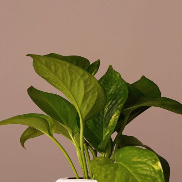 MONEY PLANT