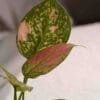 PINK AGLAONEMA PLANT ONLINE