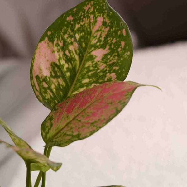 PINK AGLAONEMA PLANT ONLINE SCALED