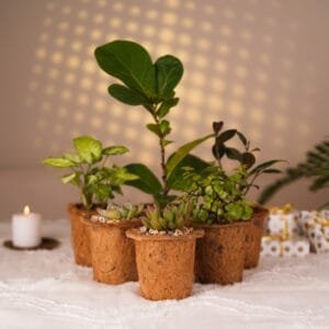 PLANT GIFTS IN GURUGRAM