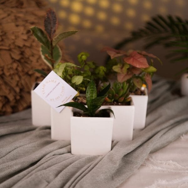 PLANT GIFTS WITH POTS