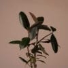 RUBBER PLANT ONLINE