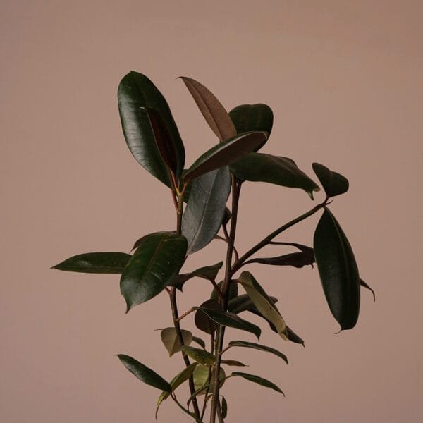 RUBBER PLANT ONLINE