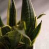 SANSEVIERIA VARIEGATED PLANT ONLINE