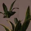 SNAKE PLANT ONLINE