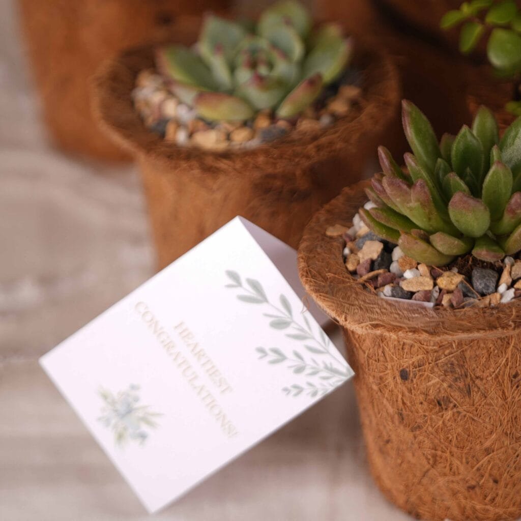 Succulent Corporate Gifts & Plants Online: The Perfect Blend of Nature and Thoughtfulness 1 SUCCULENT GIFT SET