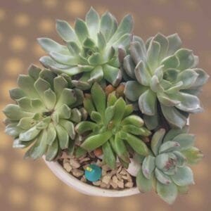 Succulents