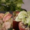 SYNGONIUM