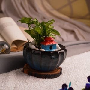 Syngonium in Serenity Planter
