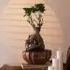 Buy indoor plants online India