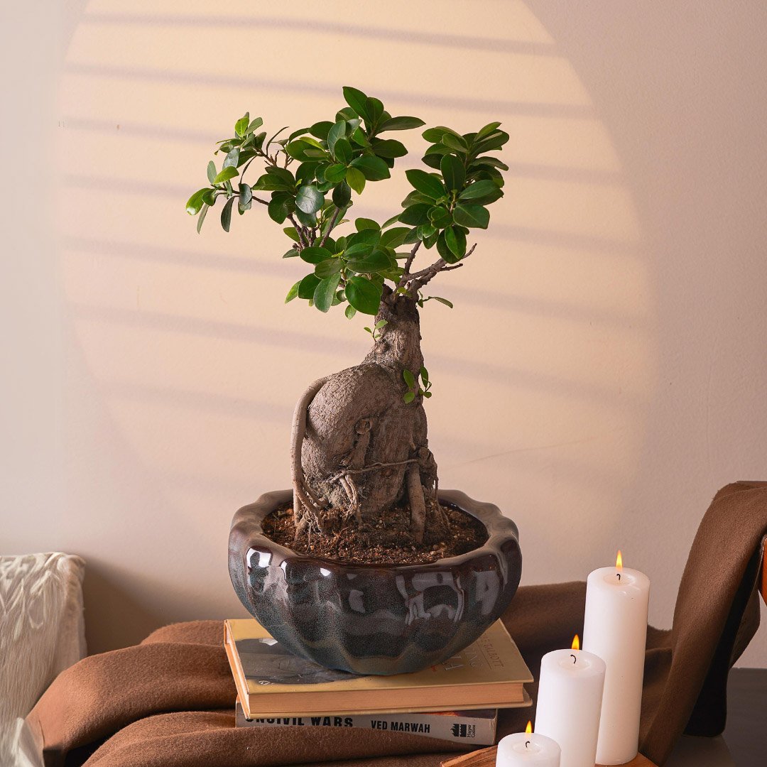 buy ficus-bonsai-tree-in-ceramic-pot-online