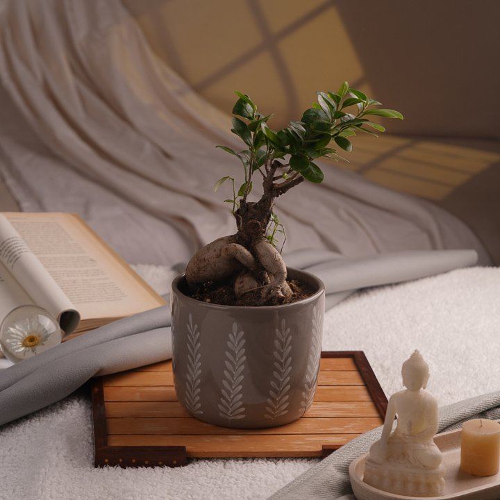 ginseng-ficus-plant-in-ceramic-pot-online