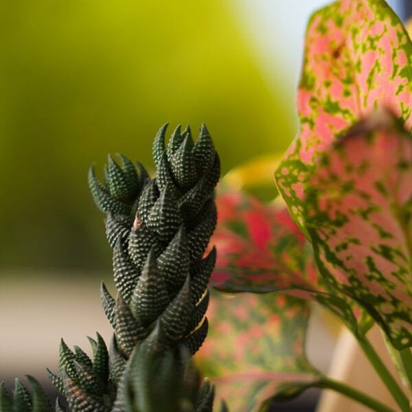 HAWORTHIA PLANT GIFT ONLINE