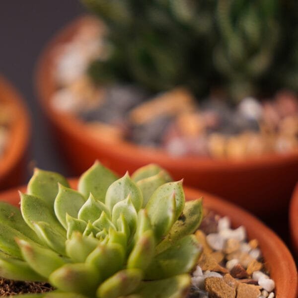 SUCCULENTS IN POTS ONLINE