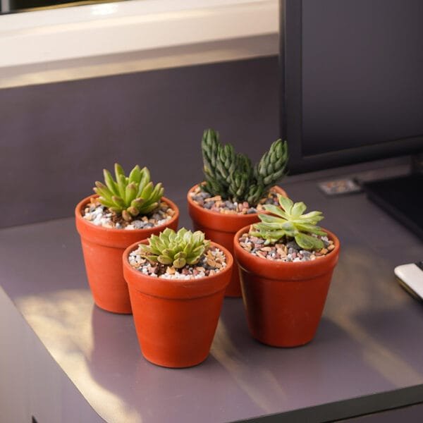 SUCCULENTS IN TERRACOTTA POTS ONLINE