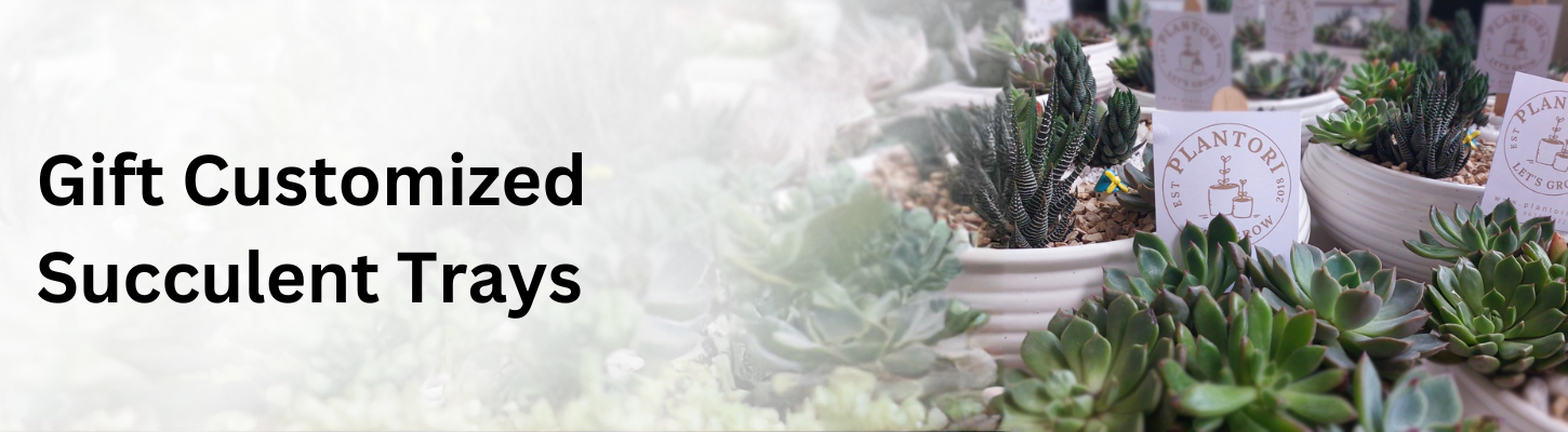 buy customized succulents online