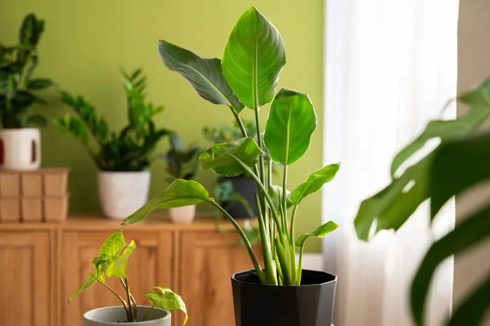 How to care for indoor plants