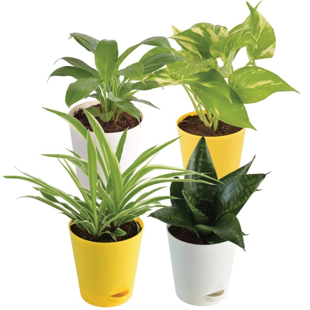 How to Keep Your Indoor Plants Healthy and Beautiful 1 HOW TO KEEP INDOOR PLANTS HEALTHY & BEAUTIFUL | TIPS FOR DELHI HOMES