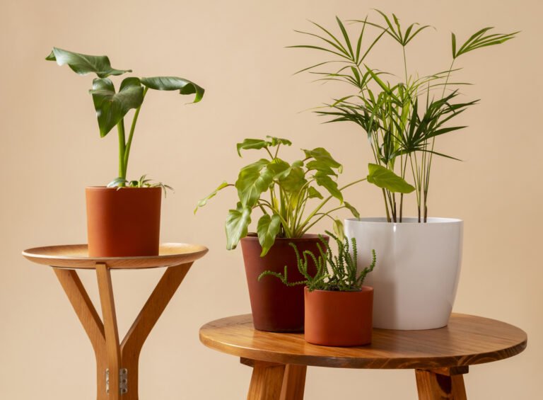 table-plants-for-home