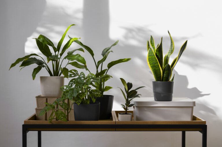 indoor-plants-for-gifting