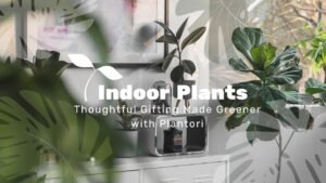 INDOOR-PLANTS-DELHI