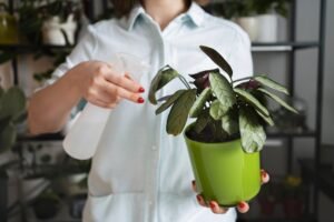 BEST-PLANTS-FOR-AIR-PURIFICATION