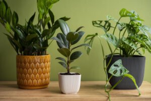 PLANTS-FOR-SALE-NEAR-ME
