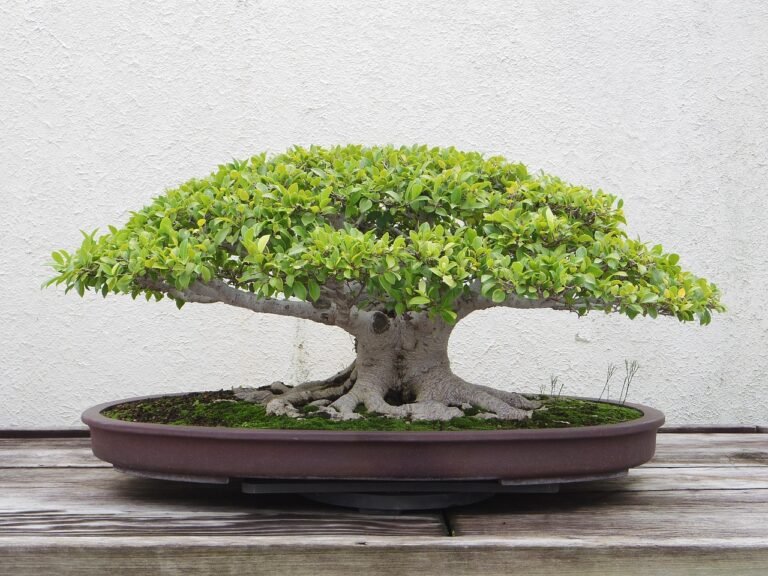 The Enchanting World of Bonsai