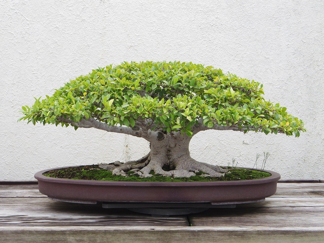bonsai cross stitch Juniper Bunny Bonsai Tree main image 1