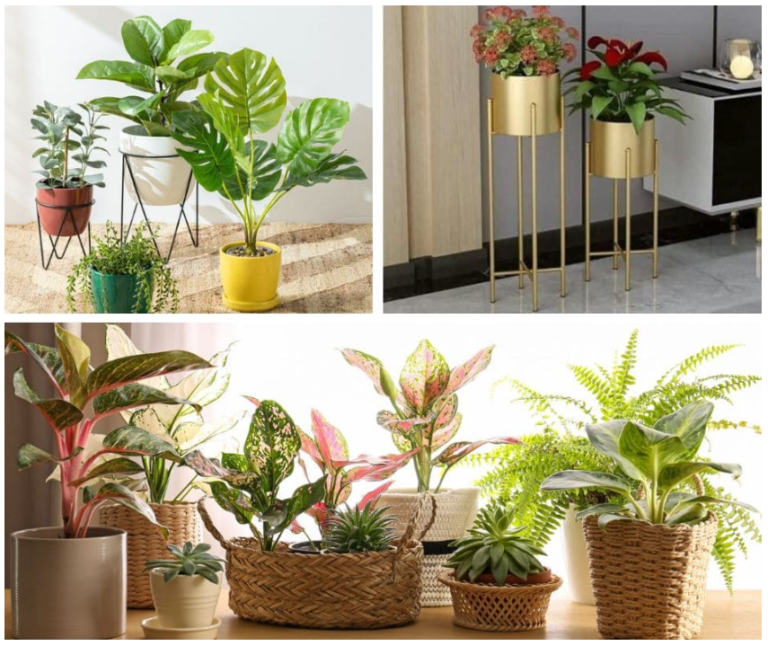 Indoor Plants Online In Delhi