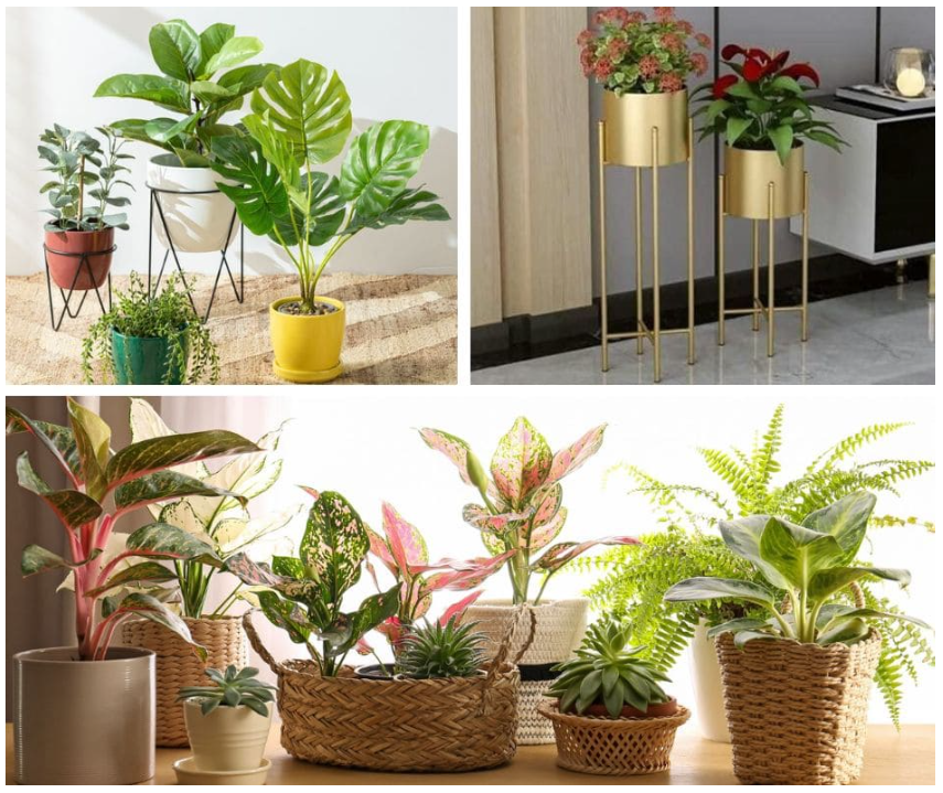 INDOOR PLANTS ONLINE IN DELHI