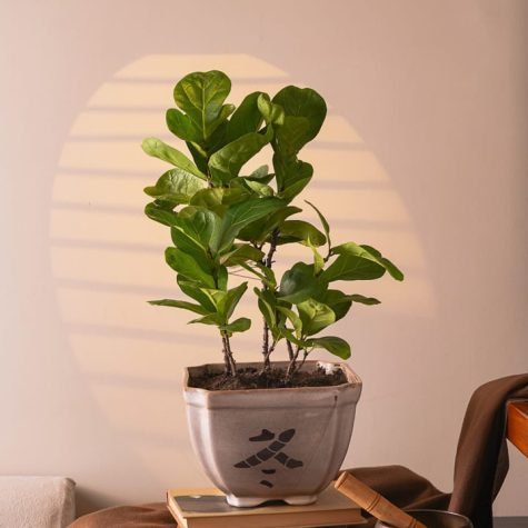 BONSAI-PLANT-FOR-LIVING-ROOM-ONLINE