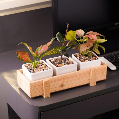 Desk-Plants-for-Office-online