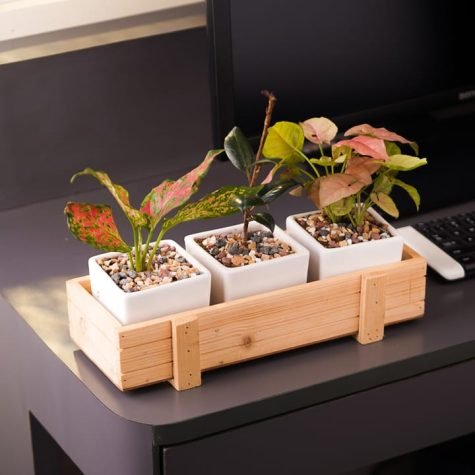 DESK-PLANTS-FOR-OFFICE-ONLINE