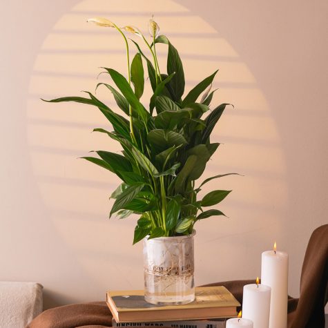 Peace-Lilly-indoor-online