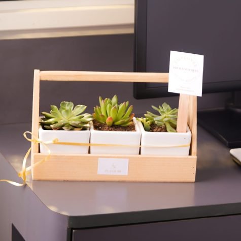 SUCCULENT-BASKET-ONLINE