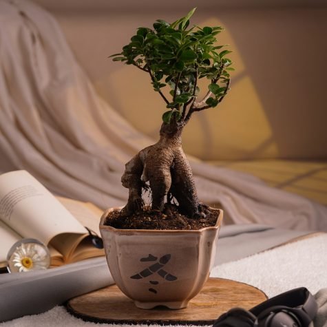 best-bonsai-in-ceramic-pot-online