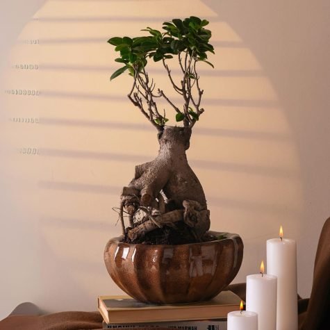 BONSAI-TREE-GURGAON-ONLINE