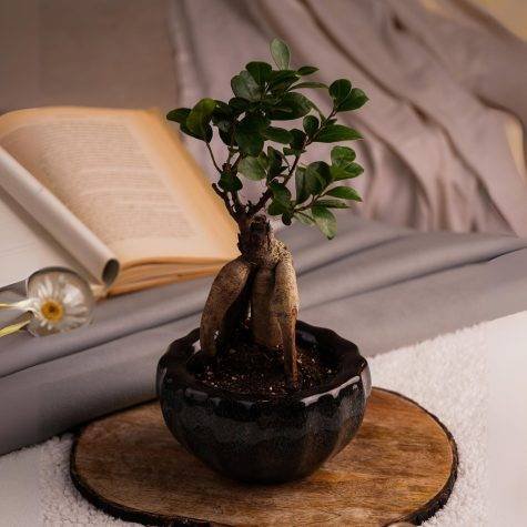 ficus-bonsai-tree-for-sale