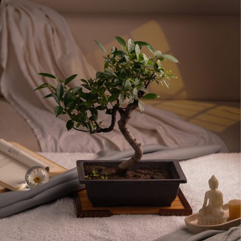 s-shape-ficus-bonsai-online