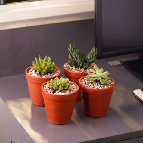 SUCCULENTS-IN-TERRACOTTA-POTS-ONLINE